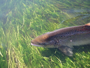 Adult salmon in river c. GWCT