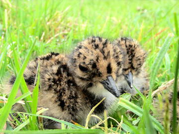 Lapwing chicks in the Avon Valley