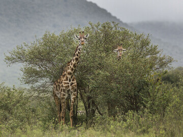 Giraffes Born Free Foundation