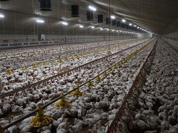 Typical British chicken farm conditions