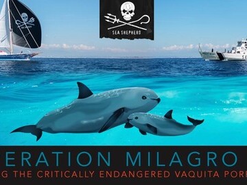 Sea Shepherd Campaign to save the rarest dolphin - less than 100 survive