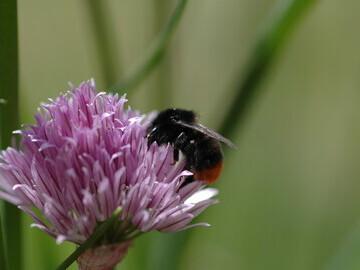 redtailed bumblebee bumblebee conservation trus
