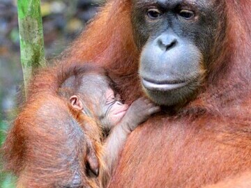 Ganang and Baby Orangutan Appeal