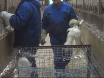 Live mink being thrown in the cart