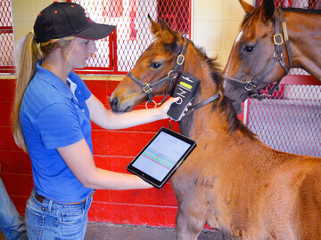 Foal being scanned in USA