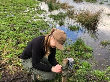 GWCT placement student Anna Thompson installing a trail camera at Bisterne water meadows