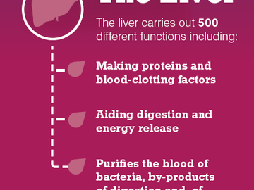 Information about the liver