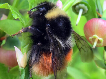 Bilberry bumblebee © Steven Falk
