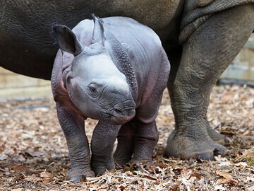 baby rhino (c) ZSL Whipsnade Zoo 