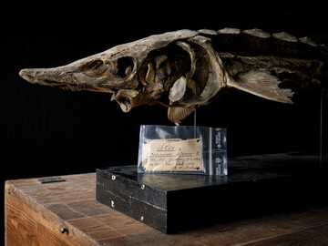 The NHM of Gothenburg played a critcial role in the reintroduction of the Atlantic sturgeon.