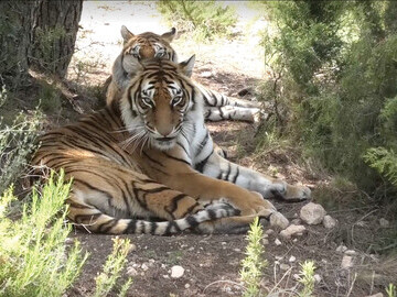 Tigers recovering at AAP Sanctuary