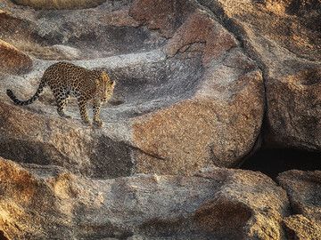 Adam Bannister - The Indian Leopard Queen - taken on Christmas Day 2014 in Rajasthan India