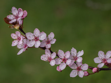 Spring flowers image 3