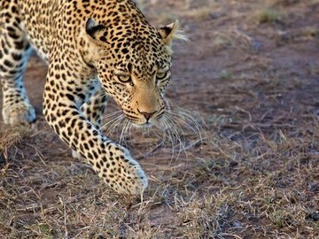 Simon Reeve - Leopard - Masai Mara - Kenya