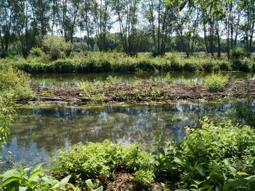 This artificial island made of willow withies created on the Middleton estate is helping to increase the rate of flow of the River Test c.GWCT