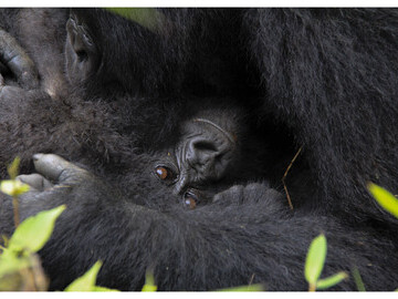 Fiona MacKay WakaWaka endangered mountain gorilla Rwanda 