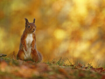 Red squirrel © Neil McIntyre www.scotlandbigpicture.com