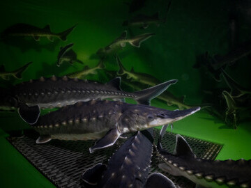 Before translocation the sturgeon are kept in a tank where the water temperature is the same as it will be in  Sweden.