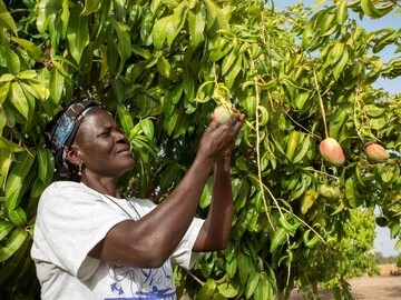 Woman picking mangoes