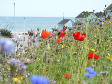 large jpg of wildflowers at Bournemouth beach