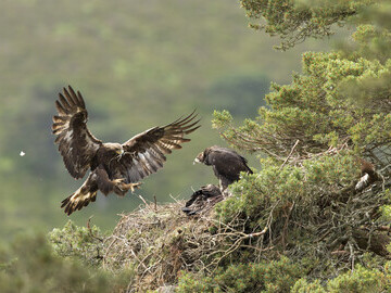 A golden eagle nest in Cairngorms National Park © Mark Hamblin / scotlandbigpicture.com