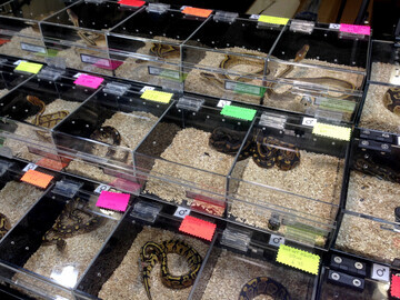 Snakes for sale at Doncaster Racecourse expo