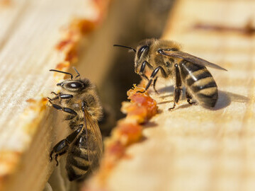 Honeybees making propolis