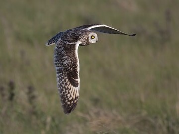Short-eared owl, Langholm copyright John Wright 