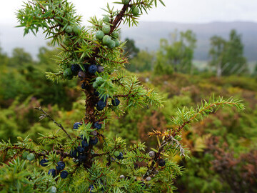 Juniper with Trees for Life nursery