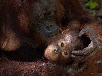 Orangutans - Orangutan Foundation