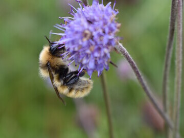 Great Yellow bumblebee in Orkney © Izzy Bunting