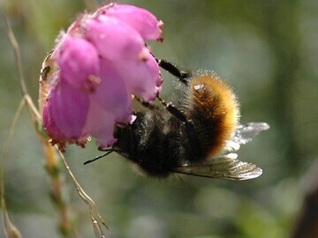 Bilberry bumblebee