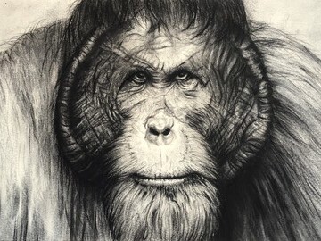 Orangutan sketch donated to EAE Sketch for Survival exhibition by Violet Astor