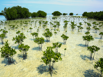 image of mangrove trees being planted in crystal clear waters