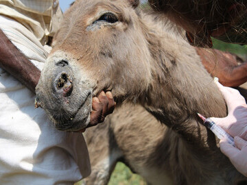 Caring for donkeys in India