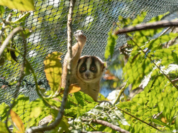 Slow Loris