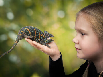 Child holds chameleon (Getty Images)