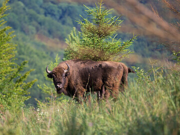 Large herbivores such as European bison (pictured) could be used to rewild the Arctic. Image: Daniel Allen