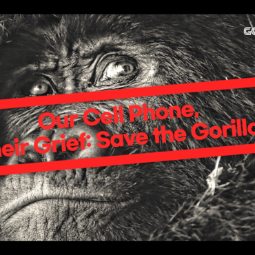 Our Cell Phone, Their Grief: Save the Gorillas.