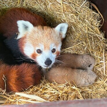 Double delight as two rare red panda cubs are born at Whipsnade Zoo
