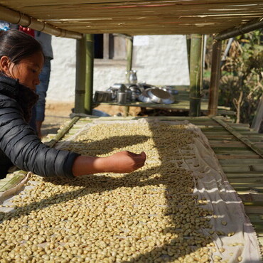 A farmer air dries coffee beans after the pulping process in Deusa, Solukhumbu