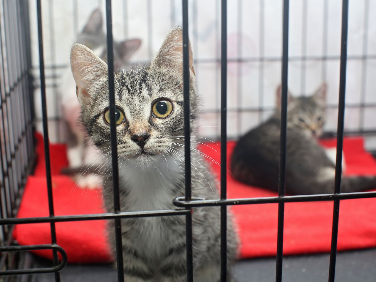  Animal welfare fund launches to help pets exploited for profit 