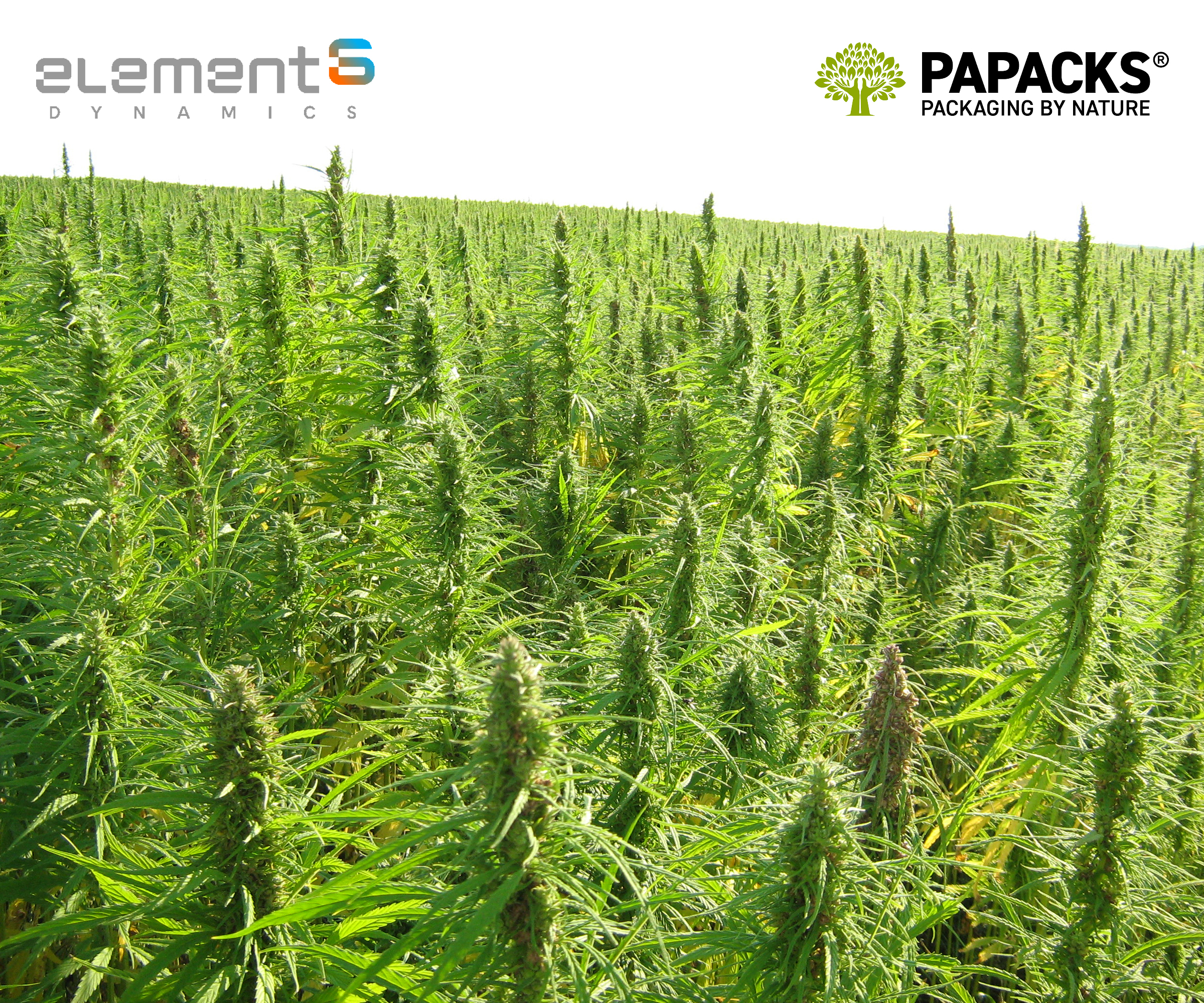  element6 Dynamics and PAPACKS® Announce Partnership Intentions 